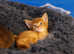 Adorable Abyssinians kittens only sorrel available