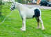 Cob filly.