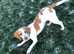 Salem Beagle X Spaniel 9mo