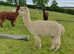 Mature, experienced breeding females for sale from £300 - £750 + VAT each