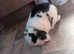 Gorgeous female mini lop