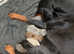 Dobermann puppies for sale