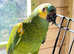 Very beautiful young blue fronted Amazon