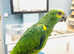 Baby blue fronted Amazon Talking parrot
