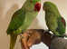 Baby Friendly Very Tame Cuddly Alexandrine Parrot,6