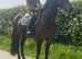 16/16.1h stunning KWPN mare