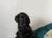 Beautiful Black Flatcoat puppies