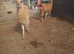 Young males llamas and females also available