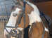 Skewbald Gelding for sale