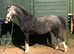 Rambling Rose(Open to offers around £1000)