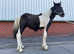 Tommy welsh d / appaloosa cob