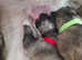 1 boy left last of the litter all rest have good hames