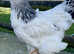 Brahma hatching eggs x 6/12/18/24