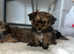 Yorkshire terrier puppys