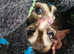 Bonded very tame Sugar glider pair