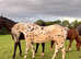 Stunning Appaloosa Stallion