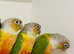 Very beautiful baby conure parrot