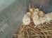 Available now - Lemon Cuckoo Pekin chicks.