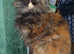 6 BEAUTIFUL FULL MAINECOONS 5 BOYS 1 GIRL