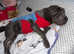 Blue boy shar Pei needing a new home