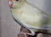 Last years kakarikis
