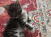 Kittens for sale