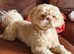 1 little shihpoo boy left now