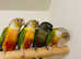Very beautiful baby conure parrot