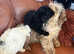 Adorable toy poodles