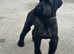 Giant schnauzer girl