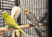 Beautiful young cockatiels