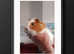 Young male GUINEA PIGS for sale BLACKPOOL