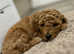 F1B poochons with championship bloodlines