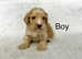 4 lovely Cockapoo puppies