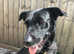 Lab cross for rehoming