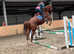 16.2hh all rounder