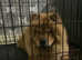Female chow chow for sale