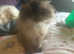 Himylian Persian boy