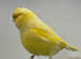 Norwich canaries