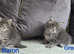 Maine coon kittens