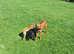 Female whippet 7 months old