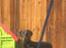 Dobermann Bitch For Sale