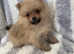 Beautiful litter Pomeranian puppies