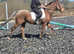 5yr spotted sports pony. Superb hacking pony or making pony club type