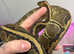 1 x CB23 Female Chocolate Pinstripe Royal Python