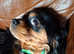 Beautiful Black & Tan King Charles Cavalier - Looking for a Loving Home