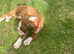 Last Kc Boxer Bitch Puppy Massively Reduced
