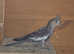 1 male kakariki and 3 cockatiels