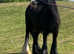 13 hand black cob