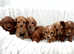 Show type cockapoo puppies